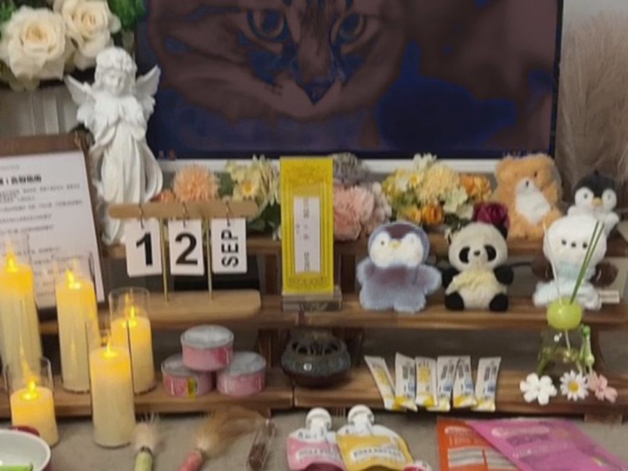 双手轻托猫咪 paws 的温暖瞬间